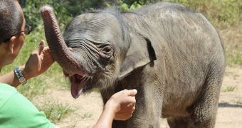 Baby elephant is rescued after his mother tries to kill him