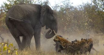 Mother elephant fights pack of hyenas in order to protect her injured calf