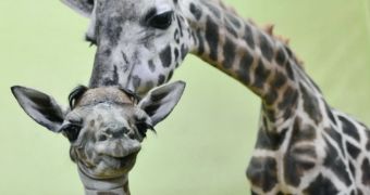 Mother giraffe delivers her 18th offspring