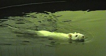 Rat in a lab water maze