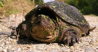 Snapping turtle (not pictured) beaten to death while looking for a place to nest
