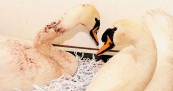 Mother swan stands by her eggs despite being shot with an airgun