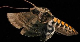 The moth caught in this still image is flapping its wings forward. Notice their bending aspect