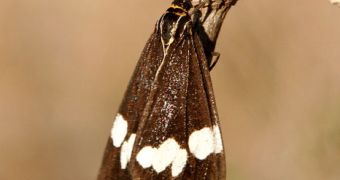 Moths Could Help People Smell You
