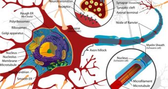 Neurons are nerve cells inside the brain that communicate with each other via electrical impulses. The connections between them are called synapses
