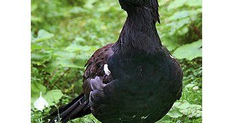 The Capercaillie (Tetrao urogallus), also known as the Wood Grouse
