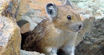 The American Pika now threatened with extinction because of climate change