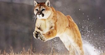 Mountain lions in the US are moving west, new study says
