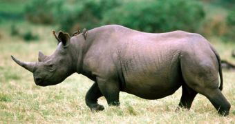 Mozambique's Limpopo National Park Loses All Its Rhinos to Poachers