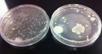 Mucus can be used to keep bacteria from forming colonies
