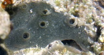 Photo showing an adult Amphimedon queenslandica sponge