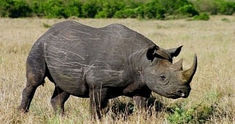 Black rhinos are now a critically endangered species