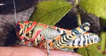 Rainbow grasshopper