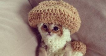 Kitten that rose to fame when she put on a mushroom costume died earlier this week