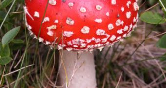 Mushrooms Provide Clean Fuel
