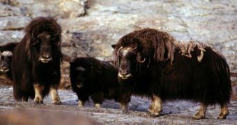Musk oxen pair with calf