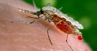 Genetically engineered mosquitoes can no longer distinguish between humans and other warm-blooded animals