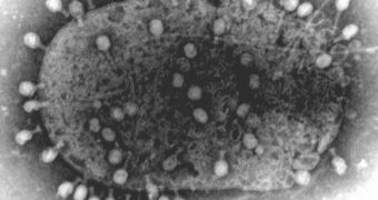 Phages on a bacterium