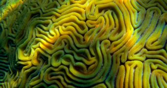 A genetic mutation allows corals to endure oceanic acidification, but the effect will not last forever