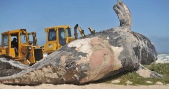 Shark bites revealed as 30m whale is turned on its side