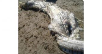 13-foot (4-meter) sea creature ends up on Spanish shoreline