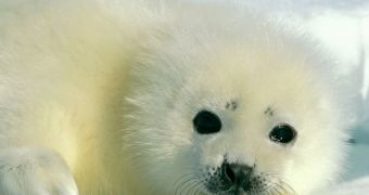 Mysterious Illness Kills 46 Seals and Puzzles Biologists