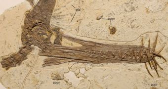 Mysterious Pterosaur Found in China