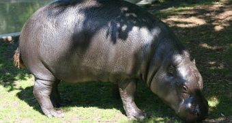 A pygmy hippopotamus in captivity, at the National Zoo.