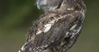 Researchers figure out how it is that owls can almost completely turn their heads around
