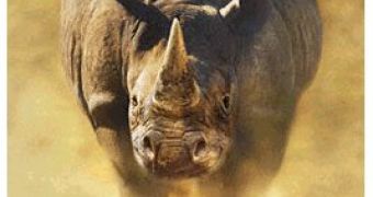 Black rhino attacking