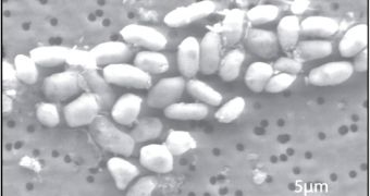 Image of GFAJ-1 grown on arsenic