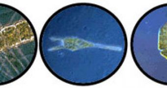 NASA Solves Plankton Mystery