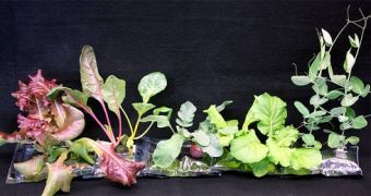 NASA's VEGGIE allows astronauts to grow vegetables in outer space