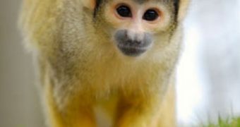 Some 27 squirrel monkeys will be subjected to doses of high-energy gamma-rays, in order to determine the possible effect of cosmic radiation on future astronauts