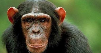 NIH readies to retire some 310 research chimpanzees
