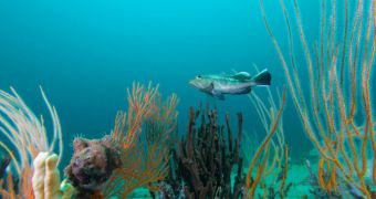 Black seabass swims in Gray's Reef National Marine Sanctuary