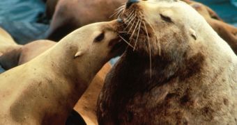 Photos showing Steller sea lions llooking after each other