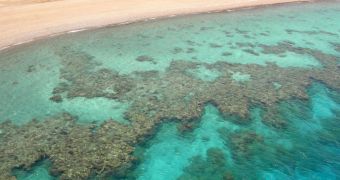 Winter temperatures promote coral disease outbreaks around the world