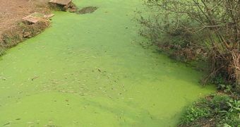 Algal blooms can be as unsightly as they are toxic