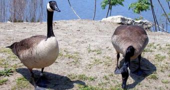 Canada geese pose great dangers to airplanes on account of their size