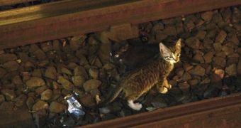 Kittens stop train in Brooklyn