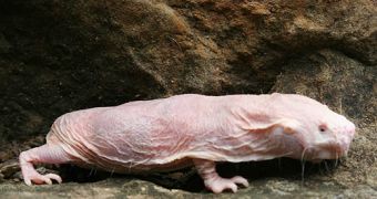Researchers discover why naked mole rats never get cancer