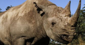 The person who bought the permit to kill a black rhino is a father of two
