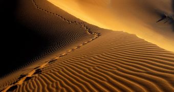 Footsteps on Namib dunes