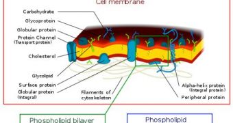 Depictions of various portions of cellular membranes