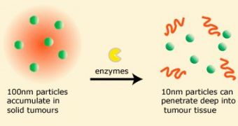 The nanoparticles changes their size in response to tumour enzymes.