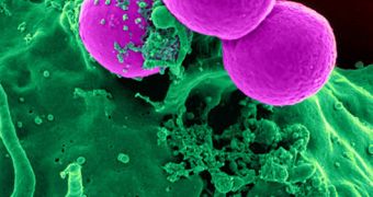 MRSA bacteria growing on neutrophile cells