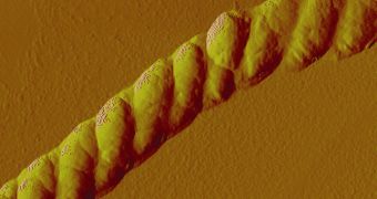 Berkeley Lab scientists have developed a nanoscale rope that braids itself, as seen in this atomic force microscopy image of the structure