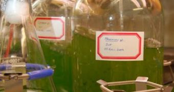Researchers at the Ames Laboratory are growing several strains of algae to test nanofarming technology that uses sponge-like mesoporous nanoparticles to extract biofuel oils from the organisms