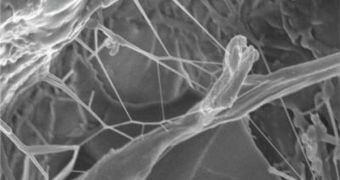 The crazing, which causes the composite to deform into a network of nanoscale pillar-like fibers that bridge together both sides of a crack and slow its growth, could lead to tougher, more durable components for aircraft and automobiles